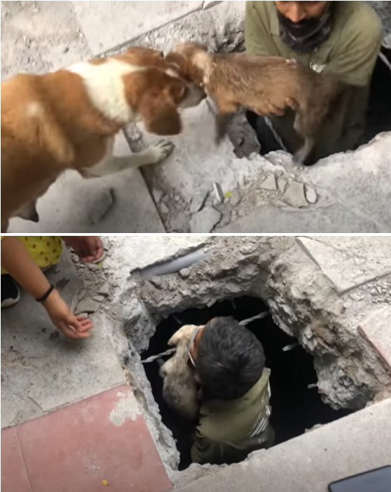 사진출처=YouTube 'Animal Warriors Conservation Society'