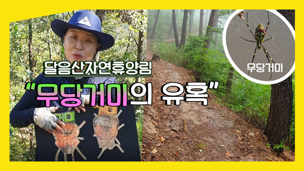 달음산자연휴양림의 숲해설-무당거미의 유혹 영상 썸네일, 자료제공=산림청