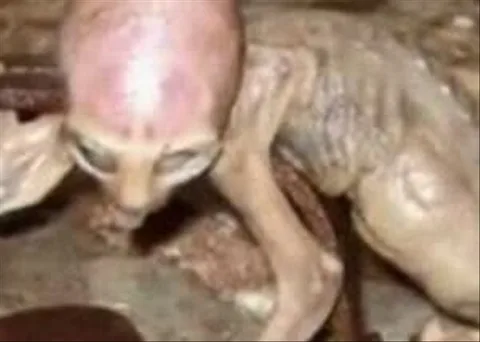 Aparece una criatura híbrida de rata y lagarto que explora el misterio de los extraterres…