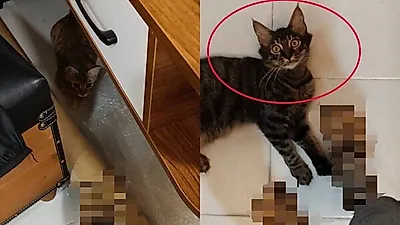 발 깨물던 고양이 '복수한다'며 구입한 아빠 집사의 양말 패션