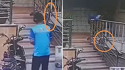 "분이 안풀려서"…中 택배기사가 길고양이 잔인하게 때려 죽인 이유