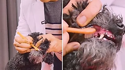 우리 댕냥이들 양치질 방법, '이것'만 제거해도 OK