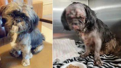 "누군가 염산 뿌린 듯" 2살 된 강아지가 겪은 끔찍한 사건