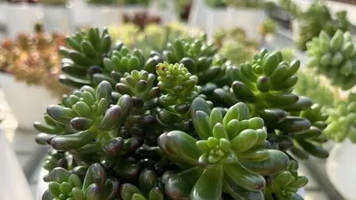농업기술원, 인기 다육식물 세덤 ‘초코틴트’, ‘조이틴트’ 개발