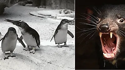 서식지 옮겼더니 펭귄 다 잡아먹은 '데블'의 정체