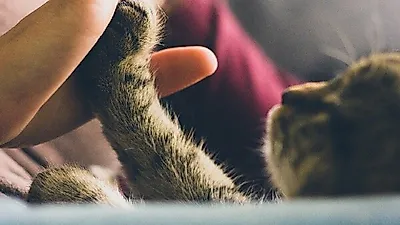 동물들도 있다는 '왼손잡이·오른손잡이'…우리 댕냥이는?