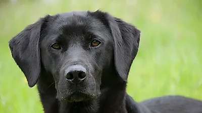 '입만 열면 거짓말' 견주들이 강아지 앞에서 긴장해야 하는 이유