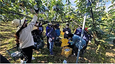 인천광역시, 배 수확 봉사로 ‘구슬 땀’