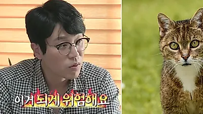 고양이 전문가들이 '외출냥이' 반대하는 이유