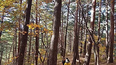 울긋불긋 가을 단풍 즐기러 국립 치유의 숲으로!