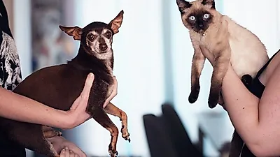 사랑하는 반려동물의 '이것' 정확히 알고 있어야!