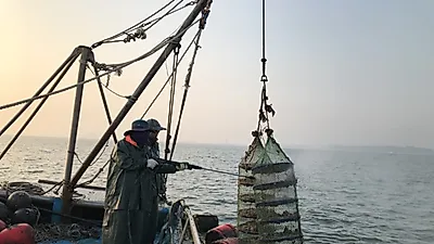 굴 생산량 증대를 위한 서해안 명품 ‘개체굴’ 시험양식 성공