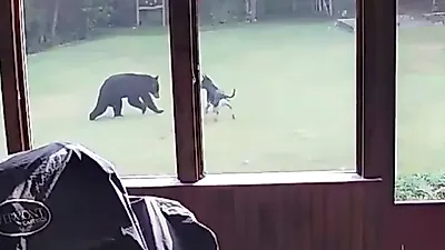 야생 곰이 우연히 만난 댕댕이에게 한 행동
