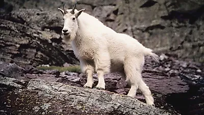 멸종위기 산양 서울에 오다....용마산에 이어 인왕산, 안산에서도 발견