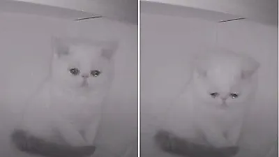 "이젠 나 혼자네…" 구석에서 눈물 '뚝뚝' 흘린 아깽이의 사연
