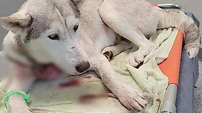 '뜻밖의 기능' 목줄 덕에 총 맞고도 살아난 댕댕이