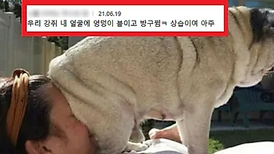 강아지가 엉덩이를 '당신 얼굴'에 떡하니 올려놓는 이유