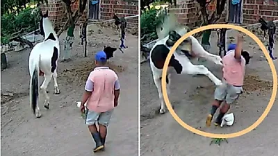 성인 남성도 '붕~' 날아간 말 뒷발차기의 엄청난 위력
