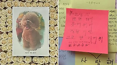 산책 중인 반려견 차로 치고 도주한 뺑소니…"사과 일절 없었다"