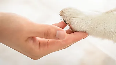 반려동물 등록 자진신고 지난달 비교 2배 가까이 증가