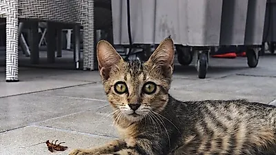 바퀴벌레 먹는 고양이, 괜찮을까?…'이것'에는 주의해야
