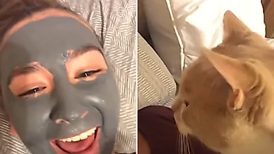 고양이 앞에서 진흙 마스크팩하면 벌어지는 일
