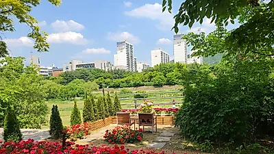 탄천으로 제라늄꽃과 감성 조형물이 어우러진 산책길로 인생샷 남기러 오세요