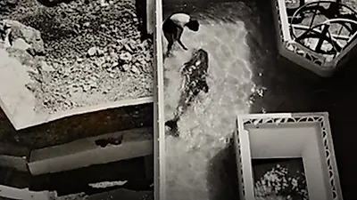돌고래를 자살로 내몰은 한 과학자의 이상한 실험