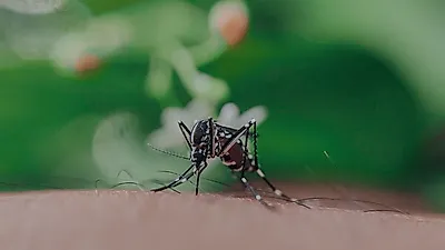 여름철 많이 사용하는 모기기피제, 제모제, 땀띠 개선제 등 올바른 사용법