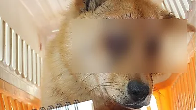 "양쪽 눈 도려낸 채 버려져" 안성 논 밭에서 구조된 강아지