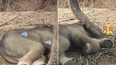 '정신차리고 맘마 먹자!' 잠든 아기 깨우는 엄마 코끼리의 행동