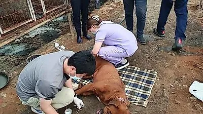 "불법 개농장 뿌리 뽑을 것" 죽음의 유통망 끊어낸다는 '이 지역'
