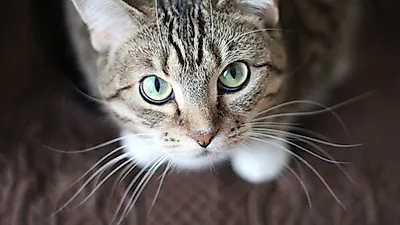 고양이 똥 색깔별 건강 상태, "이 경우 꼭 병원 검진 받으세요" 