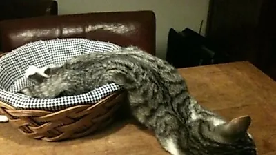어디든 '쏘옥' 들어가는 고양이 액체설의 진실은?