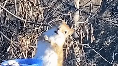 발효된 배를 먹었다가 취한 듯 비틀대는 다람쥐