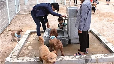 경기도, 하천 산책로 내 '반려견 음수대 및 배변봉투함' 설치