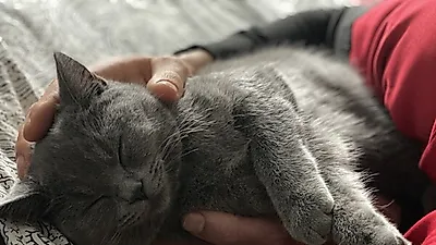 우리집 냥님의 건강 위한 '고양이 마사지' 비법 4 (+주의사항)
