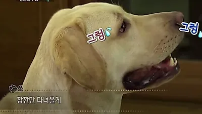 반려견 '분리불안' 증상, 사람의 공황발작 수준…극복하려면?