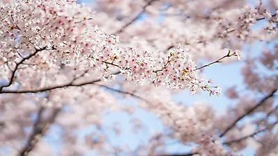 경기도, 코로나19 확산에 따라 ‘경기도청 봄꽃축제’ 개최하지 않기로
