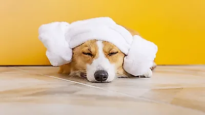 강아지 설사할 때, 종류별 대처법
