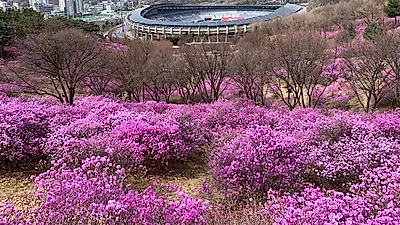 “봄꽃 만개한 경기둘레길 걸어요”…도, 봄꽃명소 2개 코스 소개