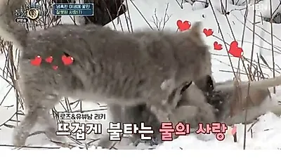 '리더도 안 봐준다'…바람 난 늑대의 최후는?