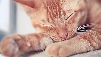 댕냥이 00 자른 집사 손절될수도..."고양이들은 특히 더"