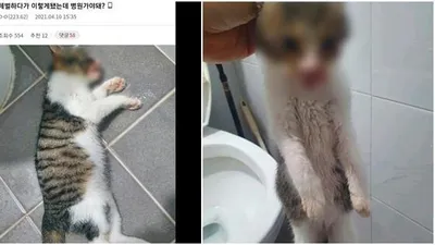 '냅두면 회복하려나?' 커뮤니티에 게시된 학대당한 고양이 사진 논란
