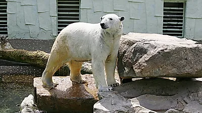 민관 손잡고 사육곰 문제 해결한다