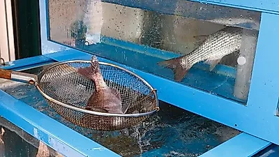 경찰, 집회서 물고기 내던진 행위는 '동물학대'…일부 네티즌들 '조롱'