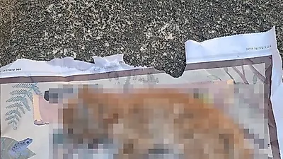 포항서 발견된 목없는 길냥이 사체…범인은 '이웃집 노인'