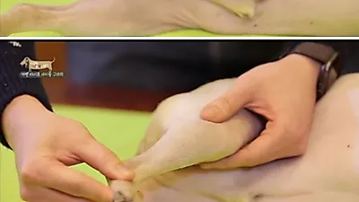 강아지 슬개골탈구, 마사지 1분이면 예방 가능하다?