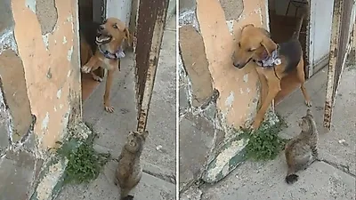 '어..어디 좀 갔다올게' 집 밖을 나가려던 댕댕이의 최후