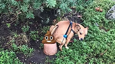 강아지 배변훈련 성공시키는 꿀팁 5가지